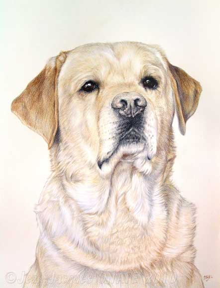 Portrait artistique du chien Labrador Basile